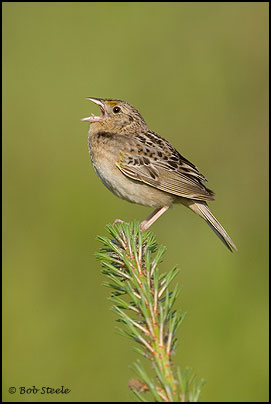 Grasshopper Sparrow (Ammodramus savannarum)