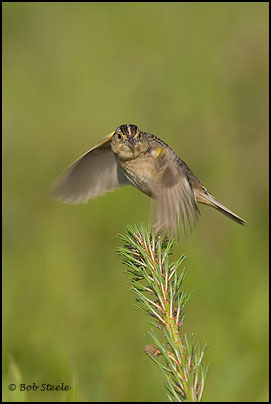 Grasshopper Sparrow (Ammodramus savannarum)