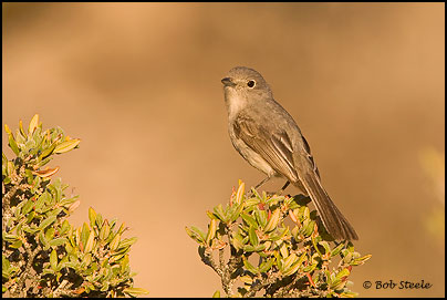 Gray Vireo (Vireo vicinior)