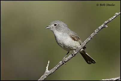 Gray Vireo (Vireo vicinior)