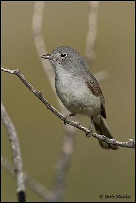 Gray Vireo (Vireo vicinior)