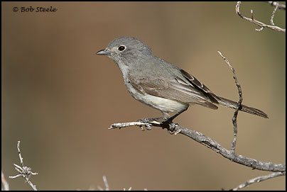 Gray Vireo (Vireo vicinior)