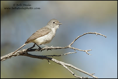 Gray Vireo (Vireo vicinior)