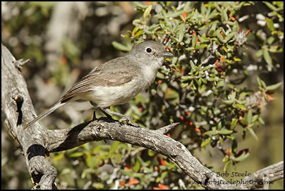 Gray Vireo (Vireo vicinior)