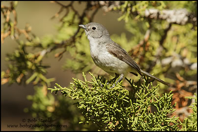 Gray Vireo (Vireo vicinior)