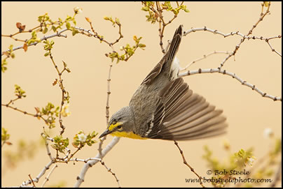 Grace's Warbler (Setophaga graciae)