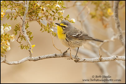 Grace's Warbler (Setophaga graciae)
