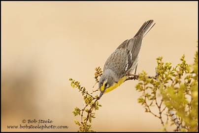 Grace's Warbler (Setophaga graciae)