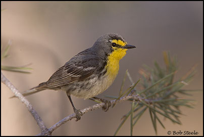 Grace's Warbler (Setophaga graciae)