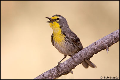 Grace's Warbler (Setophaga graciae)