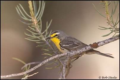 Grace's Warbler (Setophaga graciae)