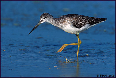 Greater Yellowlegs (Tringa melanoleuca)