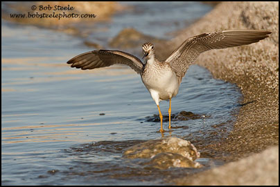 Greater Yellowlegs (Tringa melanoleuca)