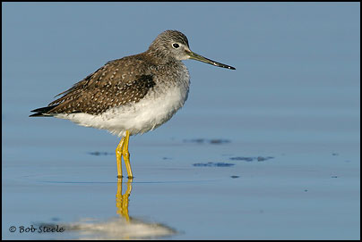 Greater Yellowlegs (Tringa melanoleuca)