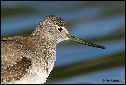 Greater Yellowlegs (Tringa melanoleuca)