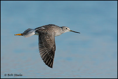 Greater Yellowlegs (Tringa melanoleuca)