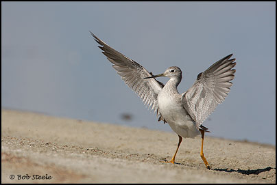 Greater Yellowlegs (Tringa melanoleuca)