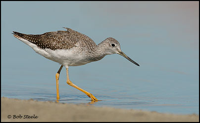Greater Yellowlegs (Tringa melanoleuca)