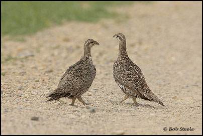 Greater Sage-Grouse (Centrocercus urophasianus)