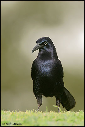 Great-tailed Grackle (Quiscalus mexicanus)