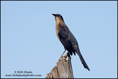 Great-tailed Grackle (Quiscalus mexicanus)