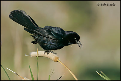Great-tailed Grackle (Quiscalus mexicanus)