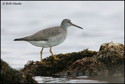 Gray-tailed Tattler (Heteroscelus brevipes)