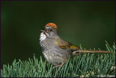Green-tailed Towhee (Pipilo chlorurus)
