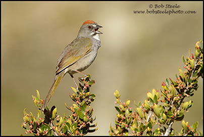 Green-tailed Towhee (Pipilo chlorurus)