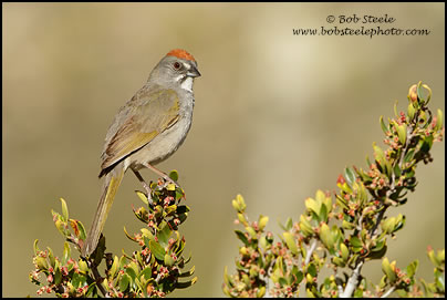 Green-tailed Towhee (Pipilo chlorurus)