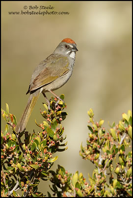 Green-tailed Towhee (Pipilo chlorurus)