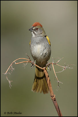 Green-tailed Towhee (Pipilo chlorurus)