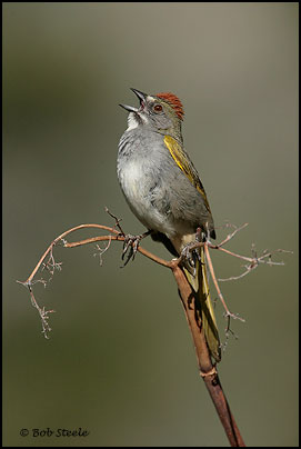 Green-tailed Towhee (Pipilo chlorurus)