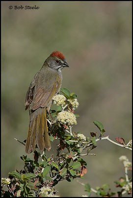Green-tailed Towhee (Pipilo chlorurus)