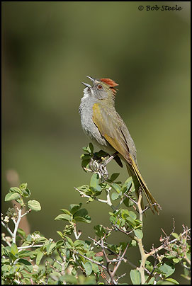 Green-tailed Towhee (Pipilo chlorurus)