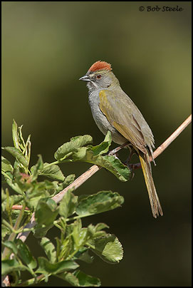 Green-tailed Towhee (Pipilo chlorurus)