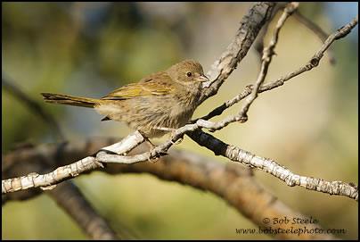 Green-tailed Towhee (Pipilo chlorurus)