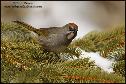 Green-tailed Towhee (Pipilo chlorurus)