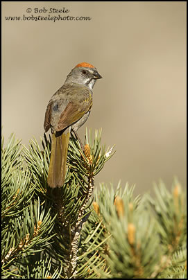 Green-tailed Towhee (Pipilo chlorurus)