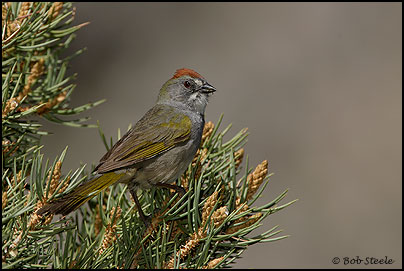 Green-tailed Towhee (Pipilo chlorurus)