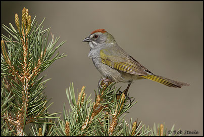 Green-tailed Towhee (Pipilo chlorurus)