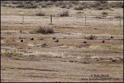 Gunnison Sage-Grouse (Centrocercus minimus)