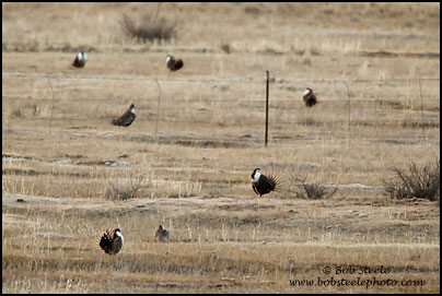 Gunnison Sage-Grouse (Centrocercus minimus)