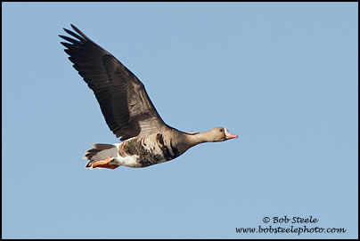 Greater White-fronted Goose (Anser albifrons)