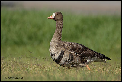 Greater White-fronted Goose (Anser albifrons)
