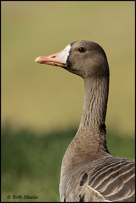 Greater White-fronted Goose (Anser albifrons)