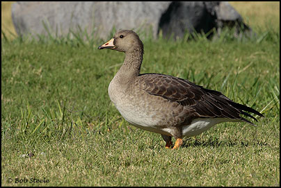 Greater White-fronted Goose (Anser albifrons)