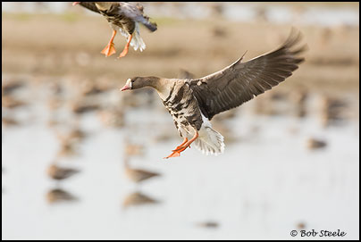 Greater White-fronted Goose (Anser albifrons)