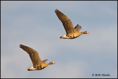 Greater White-fronted Goose (Anser albifrons)