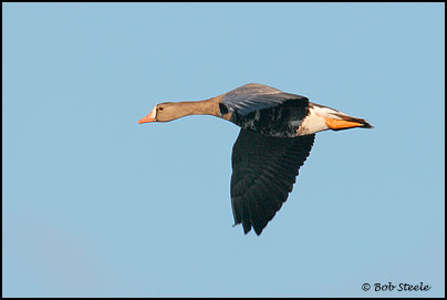 Greater White-fronted Goose (Anser albifrons)